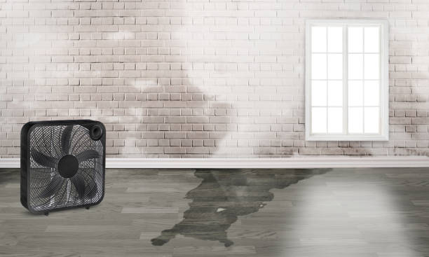 Best Carpet water damage restoration  in Romeovle, IL
